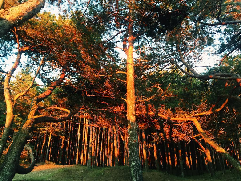 Juros Brizas Daire Palanga Dış mekan fotoğraf